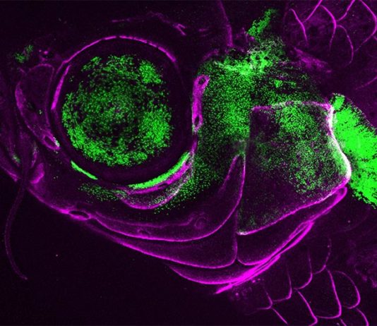 Estudio sobre la evolución de las cubiertas branquiales (opérculos) de los vertebrados Un pez cebra adulto vivo que muestra la actividad del gen Pou3f3 (verde) en la cubierta branquial, el esqueleto de soporte de la mandíbula y el ojo. Las células formadoras de hueso están marcadas en magenta