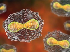 La eliminación de un gen podría convertir a los poxvirus letales en inofensivos Poxvirus