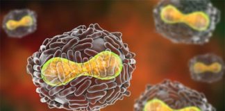 La eliminación de un gen podría convertir a los poxvirus letales en inofensivos Poxvirus