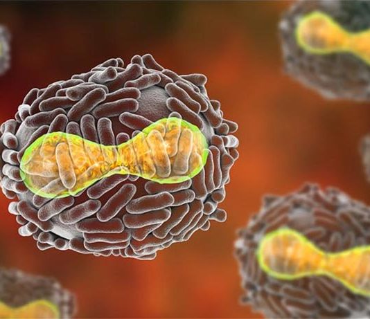 La eliminación de un gen podría convertir a los poxvirus letales en inofensivos Poxvirus