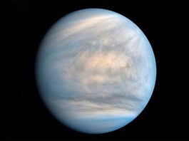Detectan el gas fosfina en Venus, un indicador de vida microbiana en la Tierra Venus
