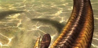 Un estudio cuestiona la principal hipótesis evolutiva del origen de los vertebrados con mandíbulas Recreación artística de la vida de Cephalaspis, un osteostracano típico, nadando sobre el sustrato. Crédito: Hugo Salais (Metazoa Studio)