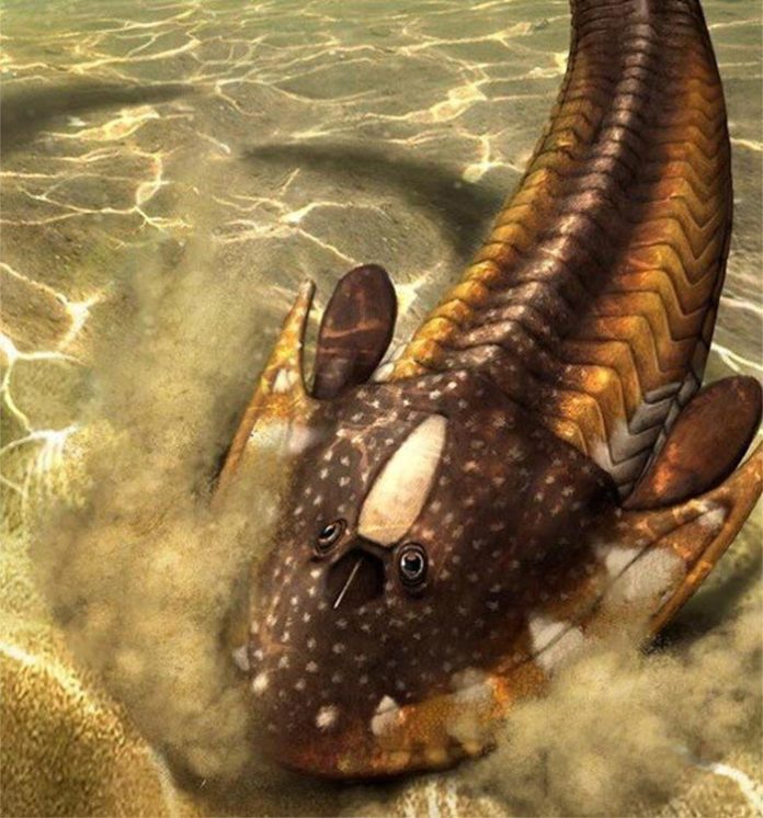Recreación artística de la vida de Cephalaspis, un osteostracano típico, nadando sobre el sustrato. Crédito: Hugo Salais (Metazoa Studio)