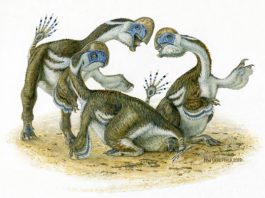 Los dígitos perdidos de un dinosaurio recién descubierto nos hablan de la evolución de los loros Oksoko avarsan, una especie de dinosaurio parecida a los loros