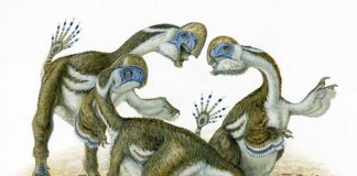 Los dígitos perdidos de un dinosaurio recién descubierto nos hablan de la evolución de los loros Oksoko avarsan, una especie de dinosaurio parecida a los loros