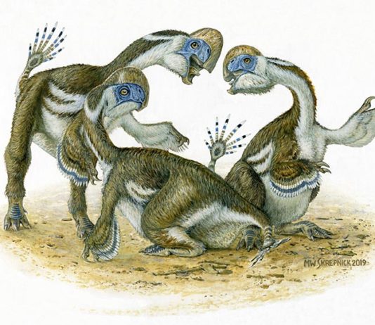 Los dígitos perdidos de un dinosaurio recién descubierto nos hablan de la evolución de los loros Oksoko avarsan, una especie de dinosaurio parecida a los loros