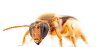 Registran por primera vez abejas australianas que polinizan por la noche Abeja de la subfamilia nomiinae (Reepenia bituberculata) con actividad polinizadora nocturna