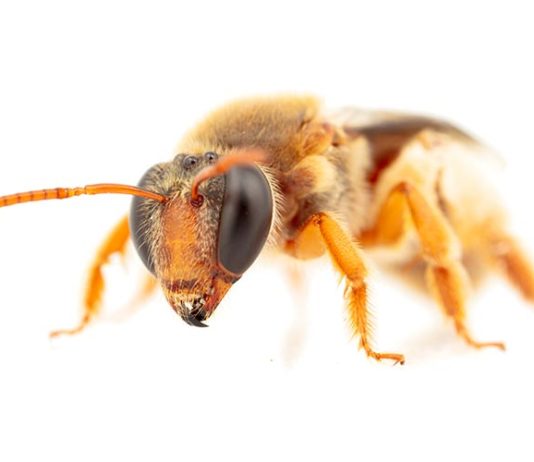 Registran por primera vez abejas australianas que polinizan por la noche Abeja de la subfamilia nomiinae (Reepenia bituberculata) con actividad polinizadora nocturna