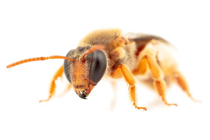 Abeja de la subfamilia nomiinae (Reepenia bituberculata) con actividad polinizadora nocturna Abeja de la subfamilia nomiinae (Reepenia bituberculata) con actividad polinizadora nocturna