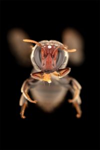 Especies de abejas enmascaradas (Meroglossa gemmata) con actividad de alimentación nocturna en Australia Especies de abejas enmascaradas (Meroglossa gemmata) con actividad de alimentación nocturna en Australia