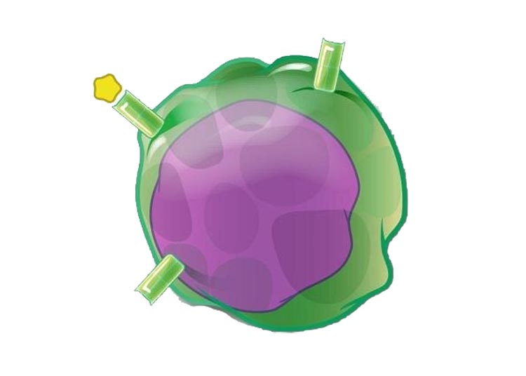 Representación artística de una célula T. Crédito: NIAID