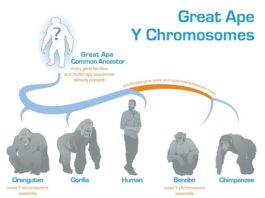 Descifran la evolución del cromosoma Y en los grandes simios Evolución del Cromosoma Y en los grandes simios y en los humanos