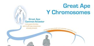 Descifran la evolución del cromosoma Y en los grandes simios Evolución del Cromosoma Y en los grandes simios y en los humanos