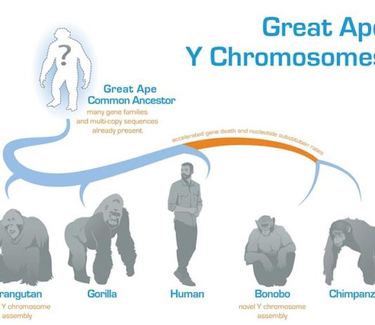Descifran la evolución del cromosoma Y en los grandes simios Evolución del Cromosoma Y en los grandes simios y en los humanos