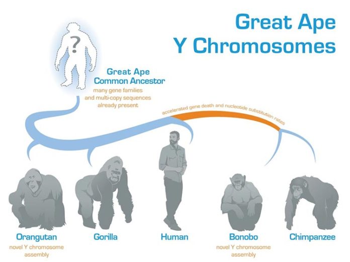 Evolución del Cromosoma Y en los grandes simios y en los humanos