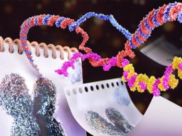 Un estudio profundiza en el mecanismo que protege a las células del envejecimiento prematuro Un nuevo estudio realizado por investigadores de EPFL muestra cómo las especies de ARN llamadas TERRA se agrupan en la punta de los cromosomas, para estudiar el envejecimiento prematuro