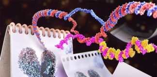 Un estudio profundiza en el mecanismo que protege a las células del envejecimiento prematuro Un nuevo estudio realizado por investigadores de EPFL muestra cómo las especies de ARN llamadas TERRA se agrupan en la punta de los cromosomas, para estudiar el envejecimiento prematuro