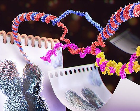 Un estudio profundiza en el mecanismo que protege a las células del envejecimiento prematuro Un nuevo estudio realizado por investigadores de EPFL muestra cómo las especies de ARN llamadas TERRA se agrupan en la punta de los cromosomas, para estudiar el envejecimiento prematuro