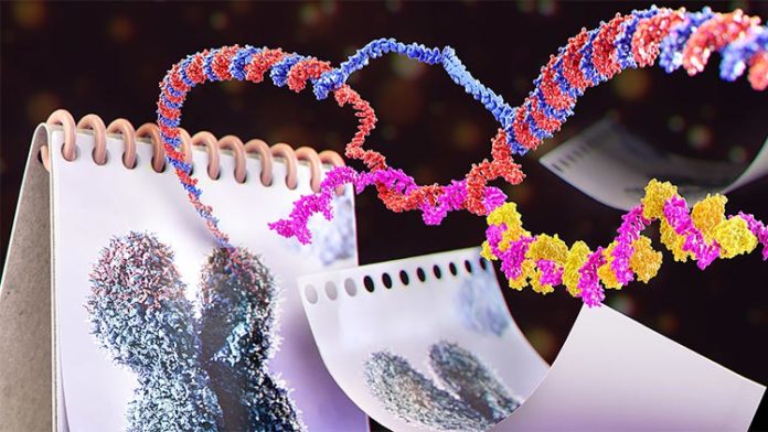 Un nuevo estudio realizado por investigadores de EPFL muestra cómo las especies de ARN llamadas TERRA se agrupan en la punta de los cromosomas, para estudiar el envejecimiento prematuro