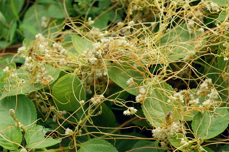 Cuscuta