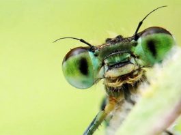 Buscando Alternativas (radio) emitirá este sábado un programa dedicado a la iniciativa «Sin insectos no hay vida» Insecto