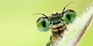 Buscando Alternativas (radio) emitirá este sábado un programa dedicado a la iniciativa «Sin insectos no hay vida» Insecto