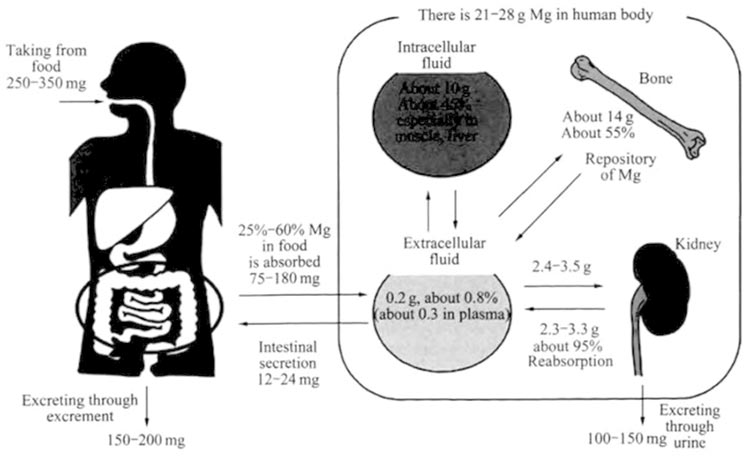 Distribución del equilibrio dinámico de absorción y excreción del magnesio en el cuerpo humano