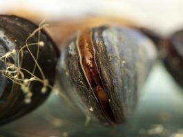 La pelusa de la ropa causa daños importantes en los mejillones marinos Los mejillones marinos se utilizan comúnmente para controlar la calidad del agua en las zonas costeras