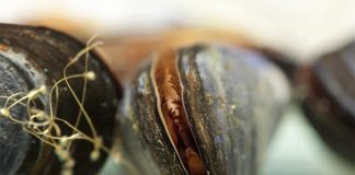 La pelusa de la ropa causa daños importantes en los mejillones marinos Los mejillones marinos se utilizan comúnmente para controlar la calidad del agua en las zonas costeras