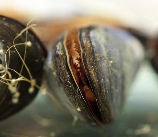 La pelusa de la ropa causa daños importantes en los mejillones marinos Los mejillones marinos se utilizan comúnmente para controlar la calidad del agua en las zonas costeras