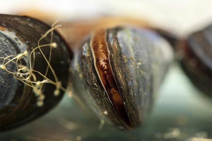 Los mejillones marinos se utilizan comúnmente para controlar la calidad del agua en las zonas costeras Los mejillones marinos se utilizan comúnmente para controlar la calidad del agua en las zonas costeras