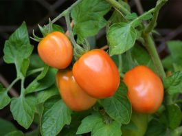Algunas especies de tomate se comunican a nivel molecular contra parásitos Planta de tomate