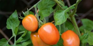 Algunas especies de tomate se comunican a nivel molecular contra parásitos Planta de tomate