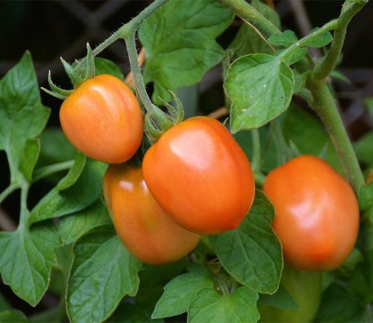 El tomate envía advertencias eléctricas al resto de la planta cuando es atacado por insectos Planta de tomate