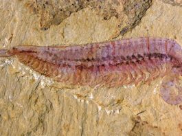 Kylinxia, fósil de cinco ojos del Cámbrico, revela el origen de los artrópodos Espécimen fósil de Kylinxia