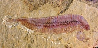 Kylinxia, fósil de cinco ojos del Cámbrico, revela el origen de los artrópodos Espécimen fósil de Kylinxia