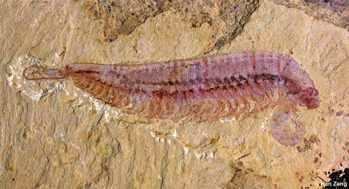 Espécimen fósil de Kylinxia