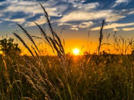La agricultura diversificada mejora los ecosistemas y mantiene su rendimiento Agricultura