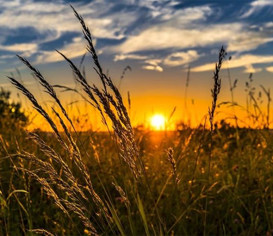 La agricultura diversificada mejora los ecosistemas y mantiene su rendimiento Agricultura