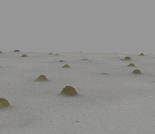 Las bacterias sociales Myxo construyen refugios contra el hambre Cuando la comida escasea, los miembros de una especie de bacterias sociales que habita en los bosques se unen para construir estructuras llamadas cuerpos fructíferos para sobrevivir hasta que la comida esté más disponible