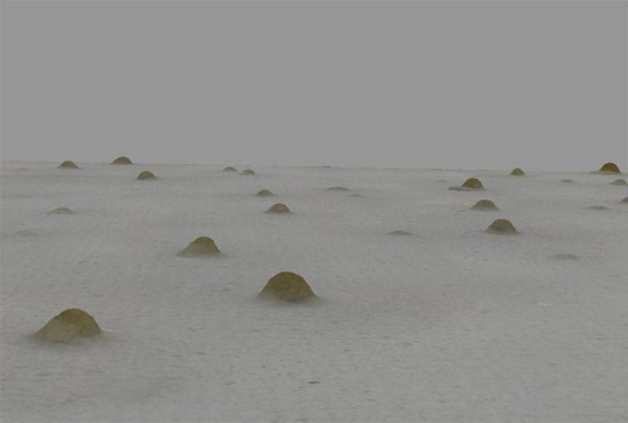 Cuando la comida escasea, los miembros de una especie de bacterias sociales que habita en los bosques se unen para construir estructuras llamadas cuerpos fructíferos para sobrevivir hasta que la comida esté más disponible Cuando la comida escasea, los miembros de una especie de bacterias sociales que habita en los bosques se unen para construir estructuras llamadas cuerpos fructíferos para sobrevivir hasta que la comida esté más disponible