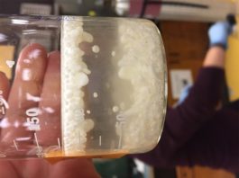 De lo muy duro a lo blando: Fabricar esponjas con conchas de mejillón El material de calcita blanda flotando en el agua