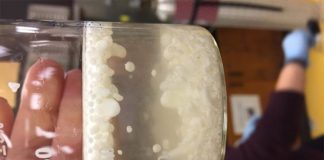 De lo muy duro a lo blando: Fabricar esponjas con conchas de mejillón El material de calcita blanda flotando en el agua