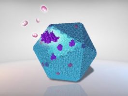 Reprograman estructuras de proteínas bacterianas para producir combustible limpio Ilustración de un carboxisoma y enzimas para producir hidrógeno, combustible limpio