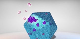 Reprograman estructuras de proteínas bacterianas para producir combustible limpio Ilustración de un carboxisoma y enzimas para producir hidrógeno, combustible limpio