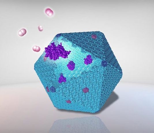 Reprograman estructuras de proteínas bacterianas para producir combustible limpio Ilustración de un carboxisoma y enzimas para producir hidrógeno, combustible limpio