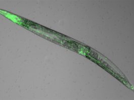 Los gusanos revelan por qué la melatonina promueve el sueño Las neuronas del gusano Caennorhabditis elegans que expresan el receptor de melatonina brillan en verde
