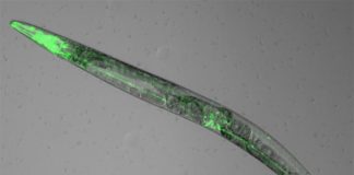 Los gusanos revelan por qué la melatonina promueve el sueño Las neuronas del gusano Caennorhabditis elegans que expresan el receptor de melatonina brillan en verde