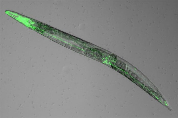 Las neuronas del gusano Caennorhabditis elegans que expresan el receptor de melatonina brillan en verde