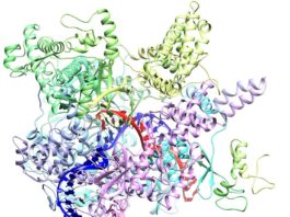 El estudio de un virus puede llevar al control de la composición del microbiota intestinal Una polimerasa de ARN crAss-fago (enzima) con ADN de unión (la cinta azul). Su estudio podría llevar a la manipulación de la microbiota intestinal